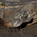 dragon_komodo_hsb_rinca_v_0948_kom2725.jpg